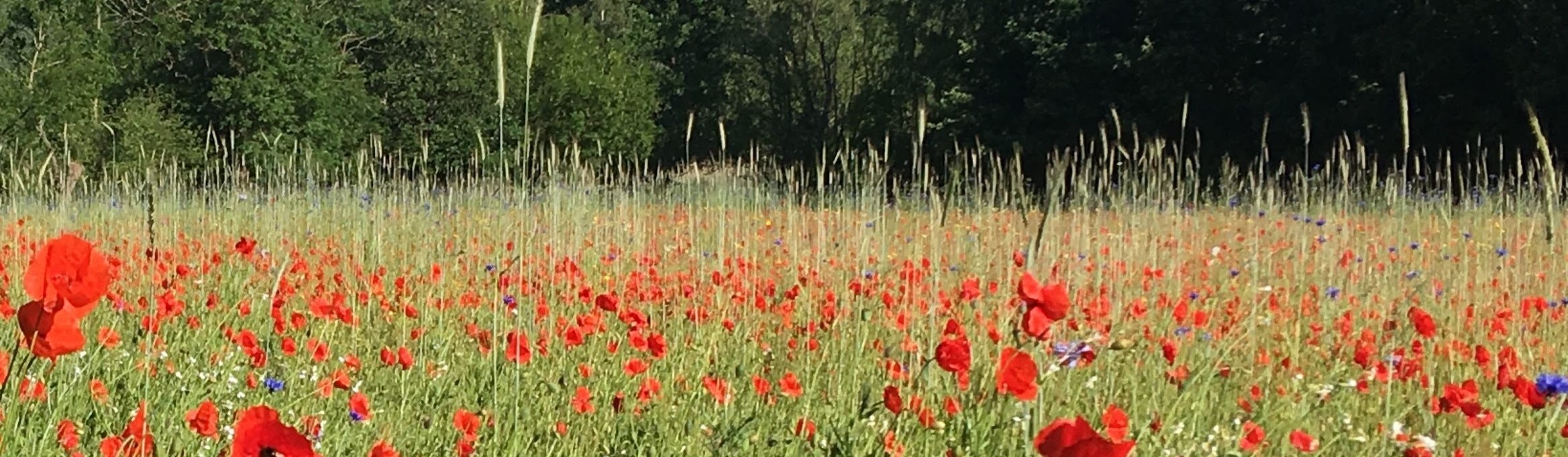 Eindhoven Panoramic Header